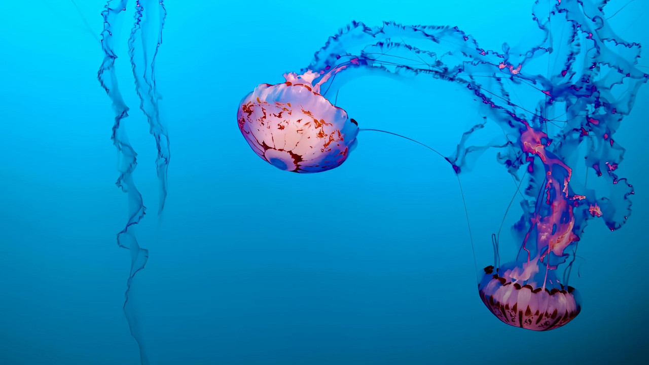 Jellyfish, The new Rulers of the Ocean (2026) movie backdrop