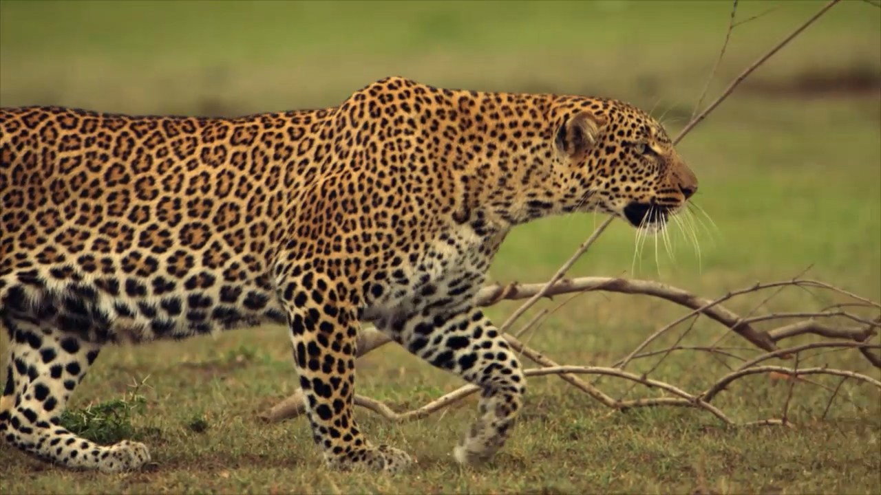 The Leopardess (2021) TV show backdrop