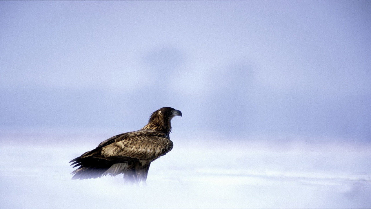 Eagles: Queen of the Skies (2015) movie backdrop