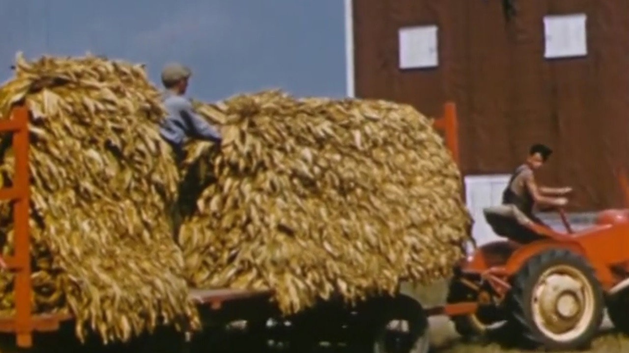 Yellow Tobacco from Quebec (1951) movie backdrop