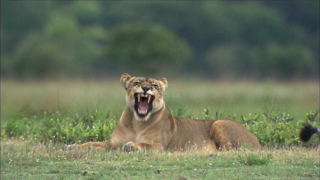 The Last Lioness: Birth of a Pride (2013) movie backdrop