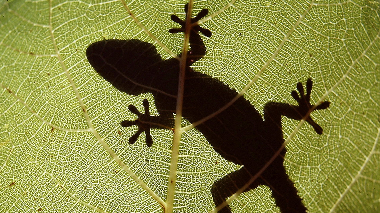 The Secret World of Nature: Spain (2020) TV show backdrop