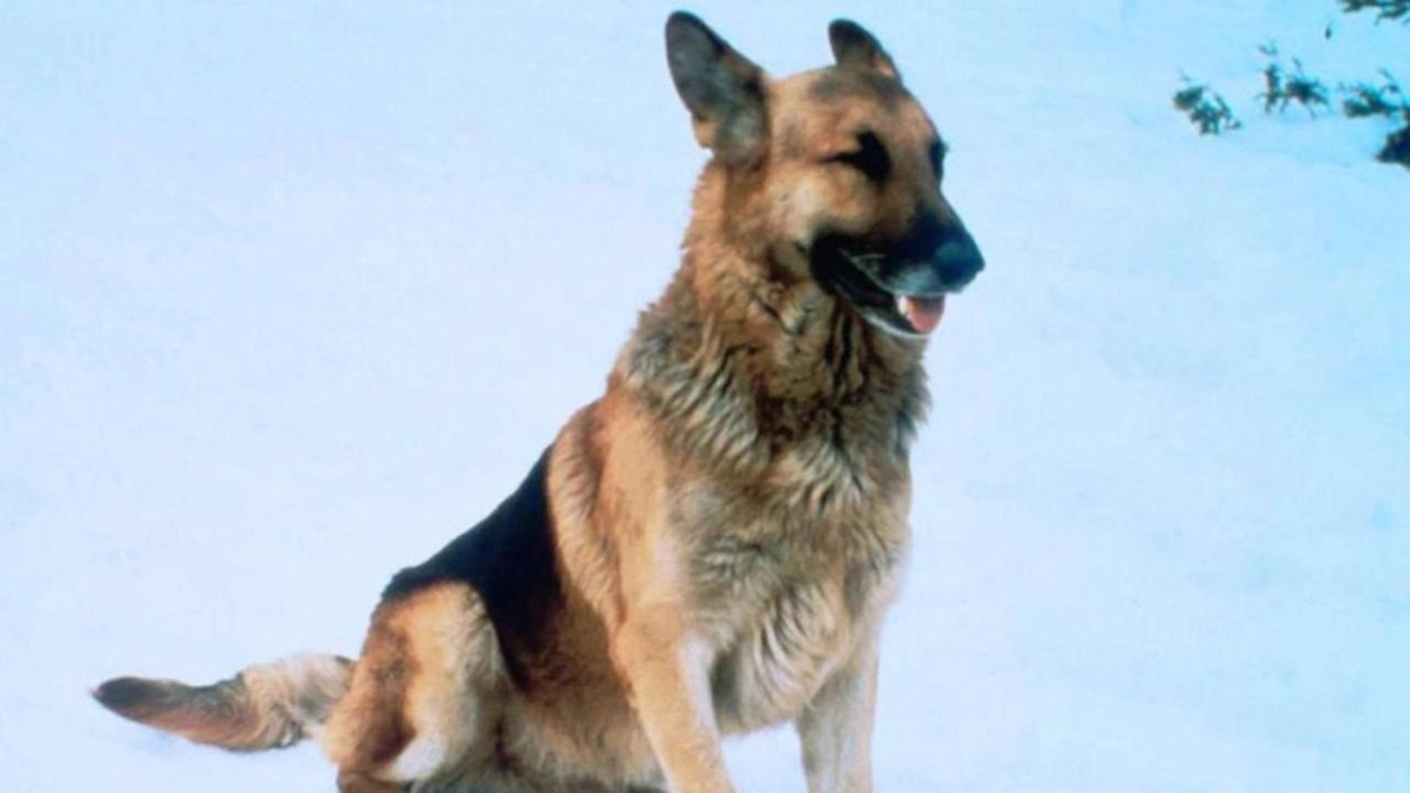 The Courage of Kavik, the Wolf Dog (1980) movie backdrop