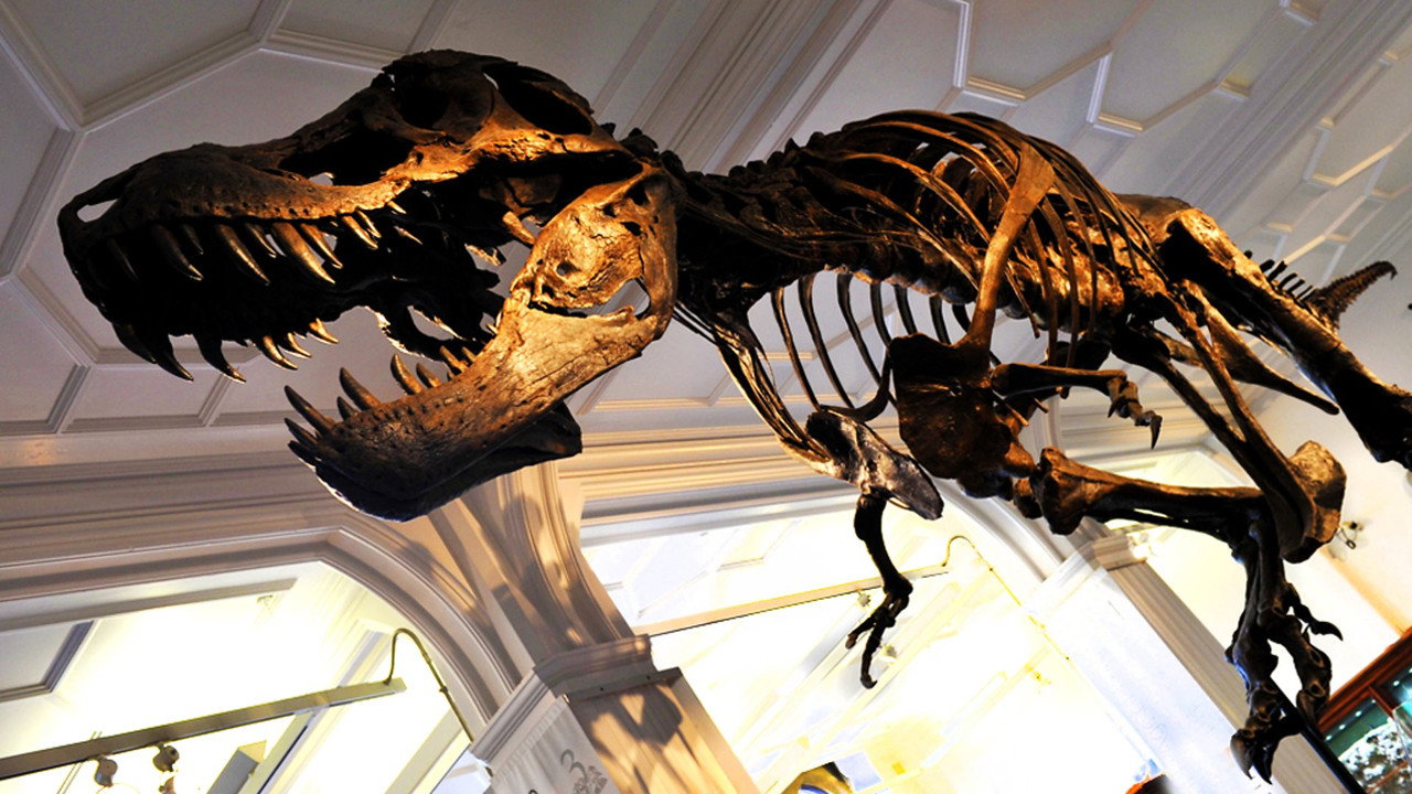 How to Build a Dinosaur (2011) movie backdrop