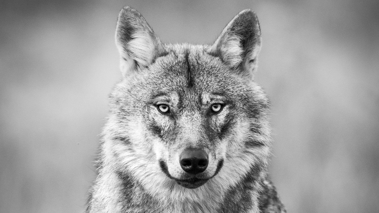 Among the Wolves (2024) movie backdrop