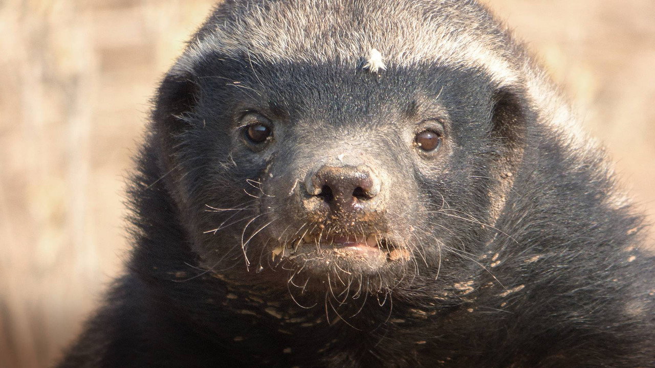Honey Badger: Grit (2018) movie backdrop