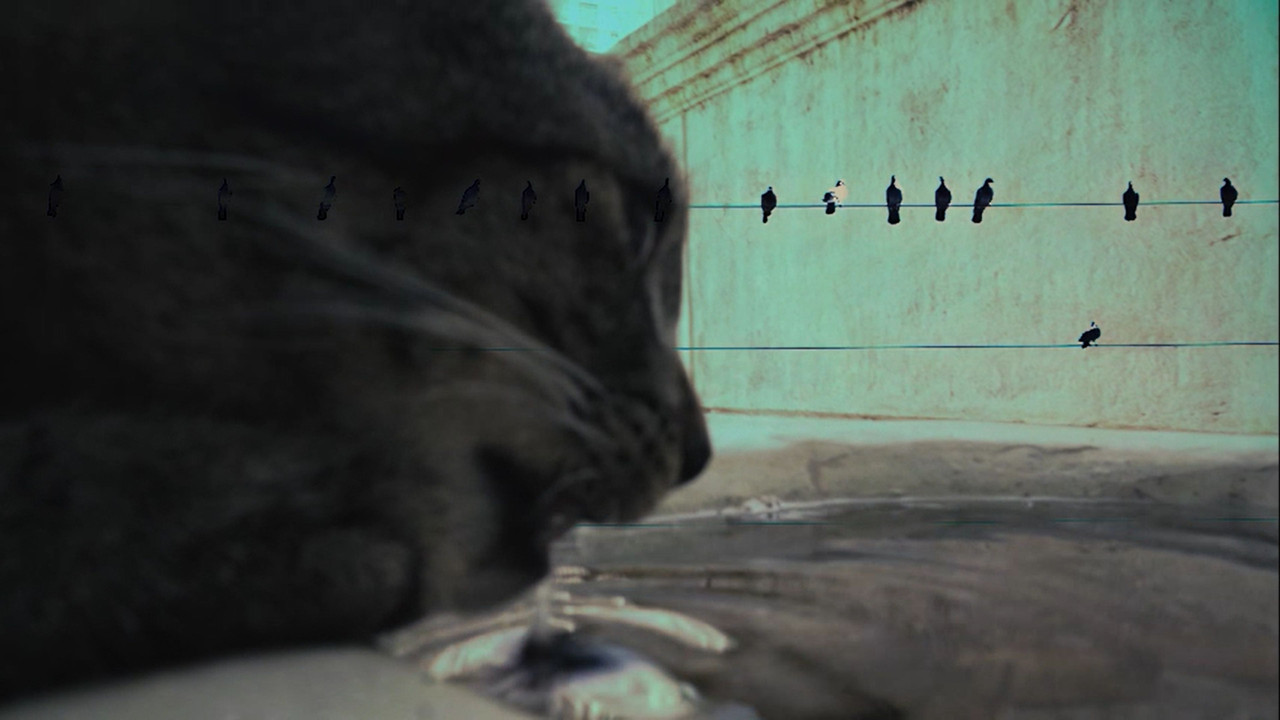 7 Vidas (2025) movie backdrop
