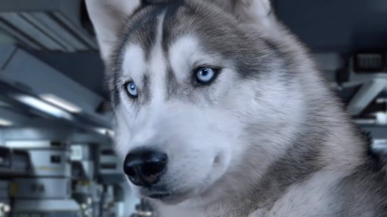 Star Paws (2016) movie backdrop