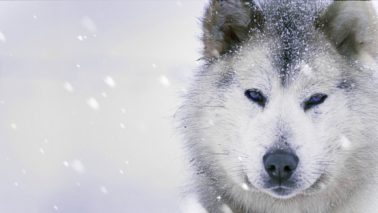 Ice Dogs: The Only Companions Worth Having (2016) movie backdrop
