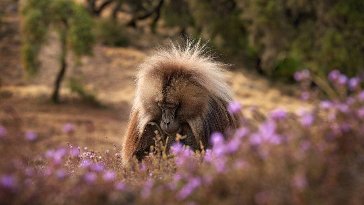 Baboon King (2017) movie backdrop