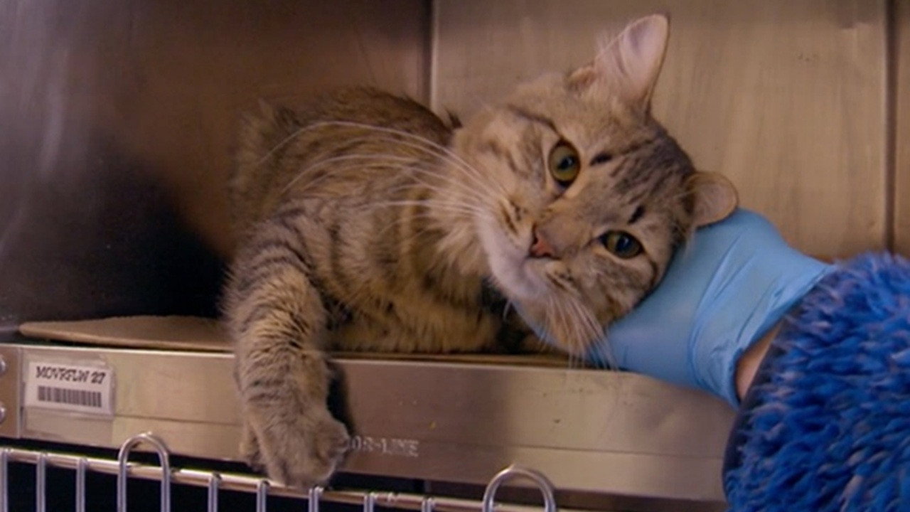 The Cat Rescuers (2018) movie backdrop