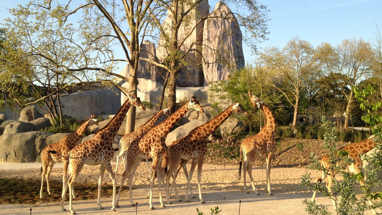 Paris Zoo: An Insider's View (2014) TV show backdrop