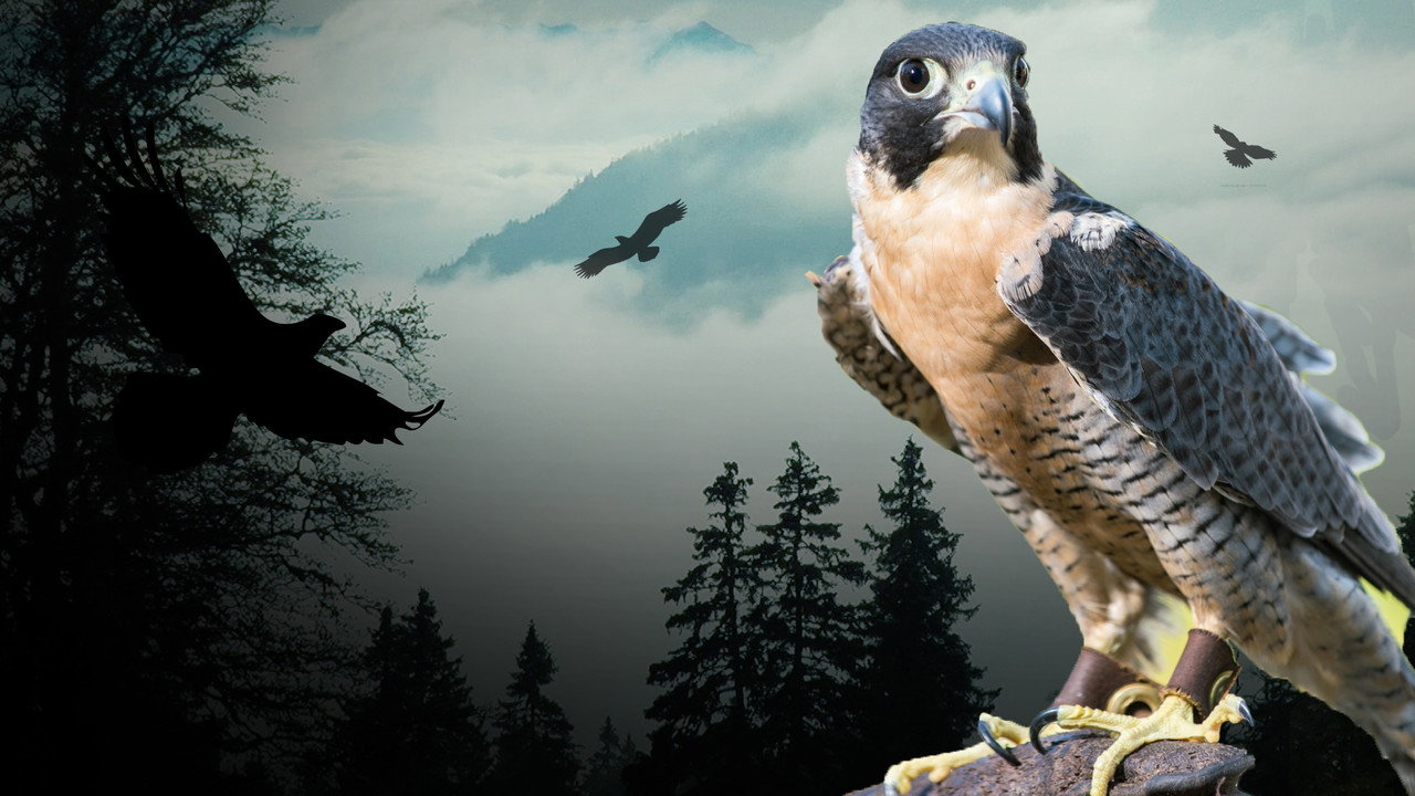 Peregrine Falcon: Lord of the Skies (2018) movie backdrop