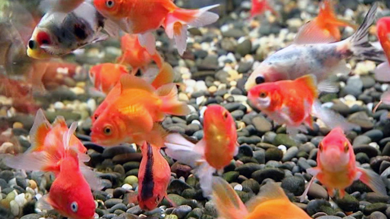 Blue Planet Easy Fishkeeping (2009) movie backdrop