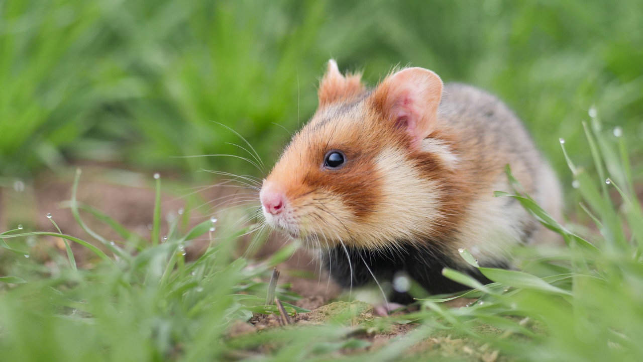 The Last Common Hamsters (2025) movie backdrop