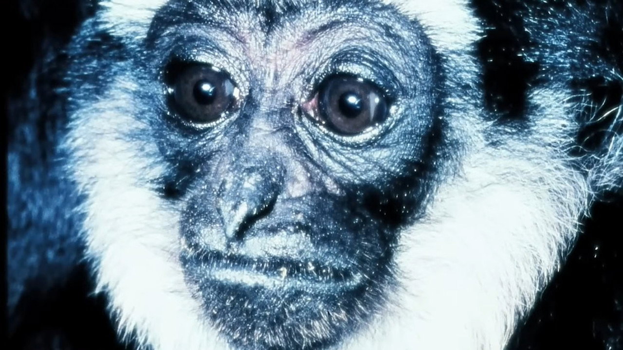 Gibbons: The Forgotten Apes In Peril (2009) movie backdrop