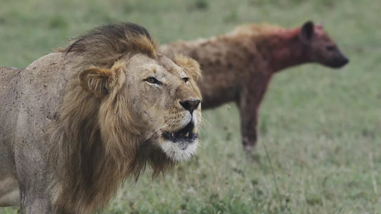 Lions and Hyenas: Owners of Death, Guardians of Life (2019) movie backdrop