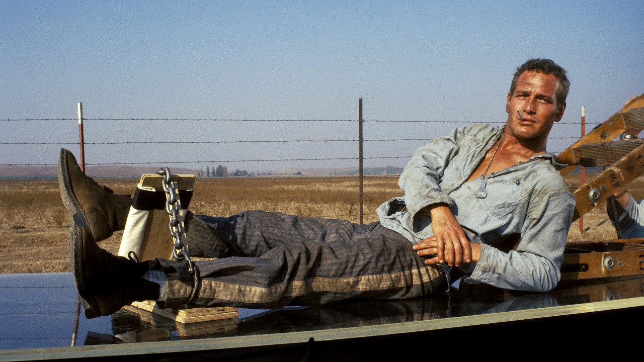 Cool Hand Luke (1967) movie backdrop