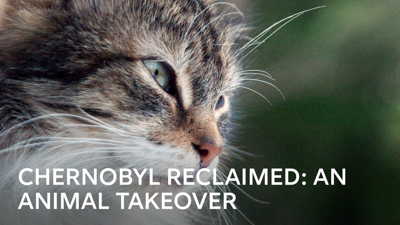 Chernobyl Reclaimed: An Animal Takeover (2007) movie backdrop