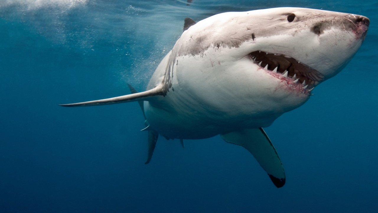 When Sharks Attack 360 (2023) TV show backdrop