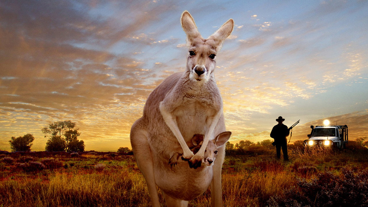 Kangaroo: A Love-Hate Story (2018) movie backdrop