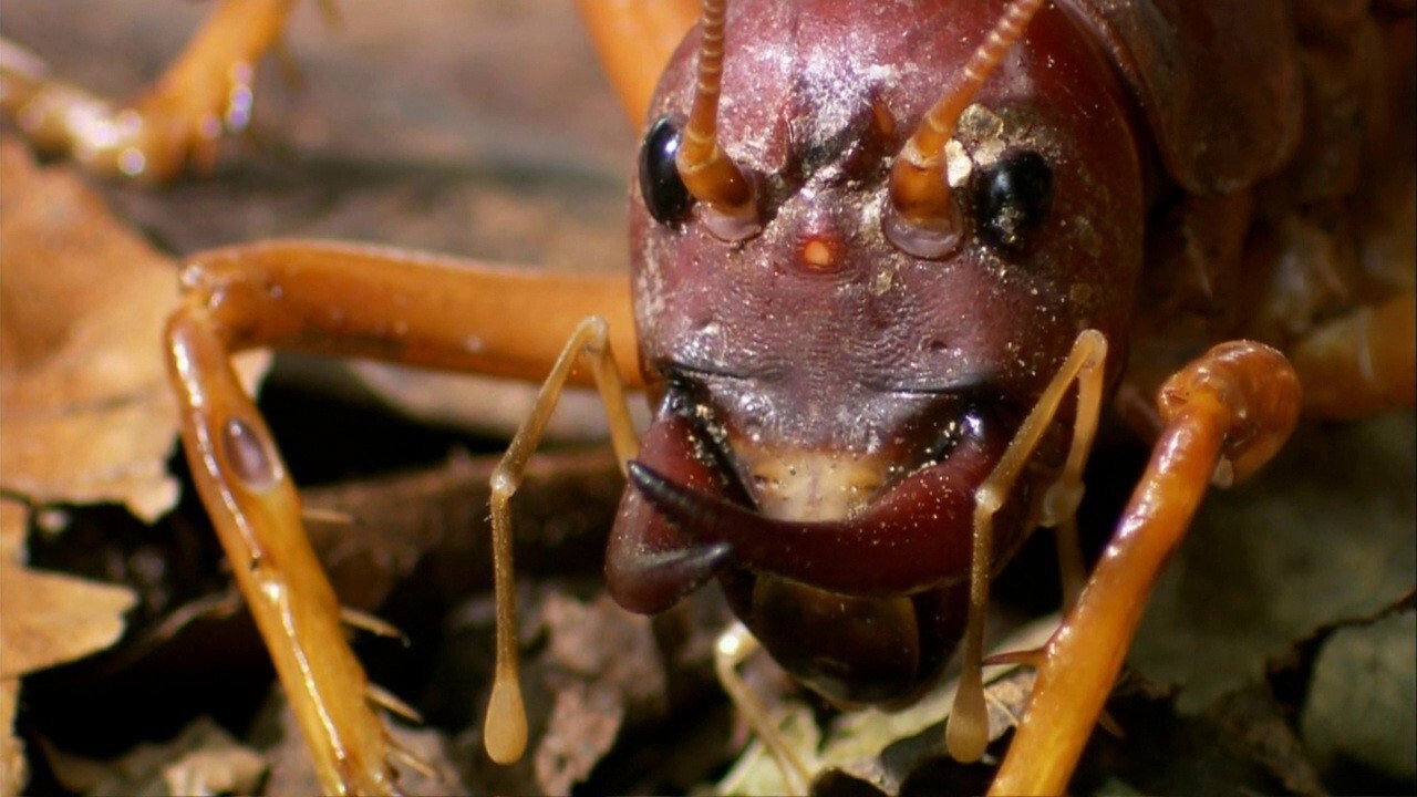The World's Biggest and Baddest Bugs (2009) movie backdrop