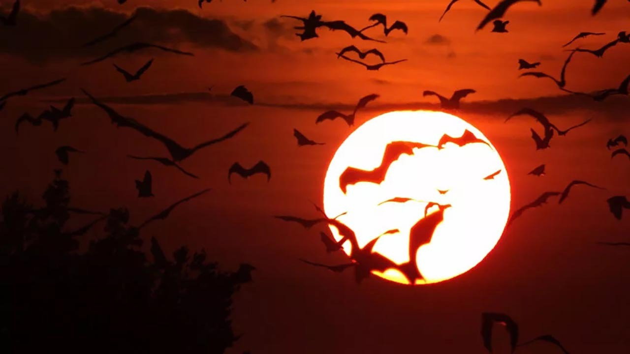 Incredible Bats (2019) movie backdrop