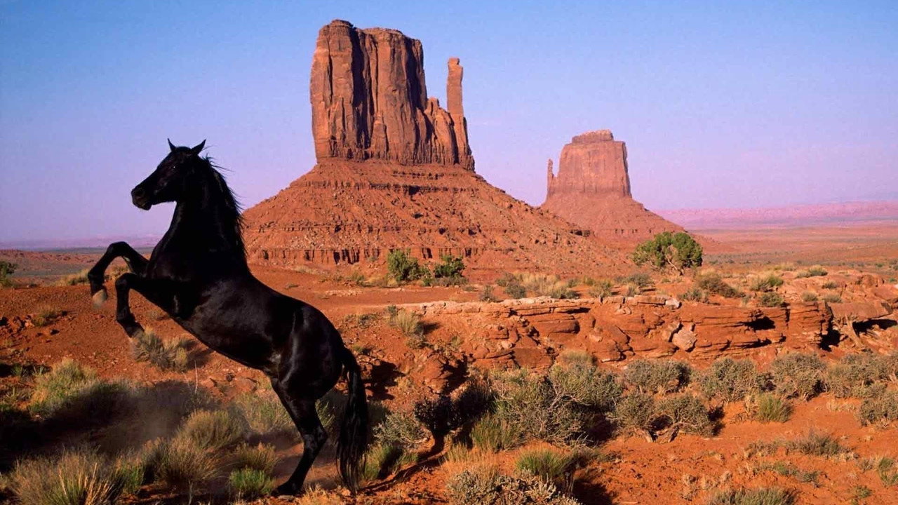 American Mustang (2013) movie backdrop