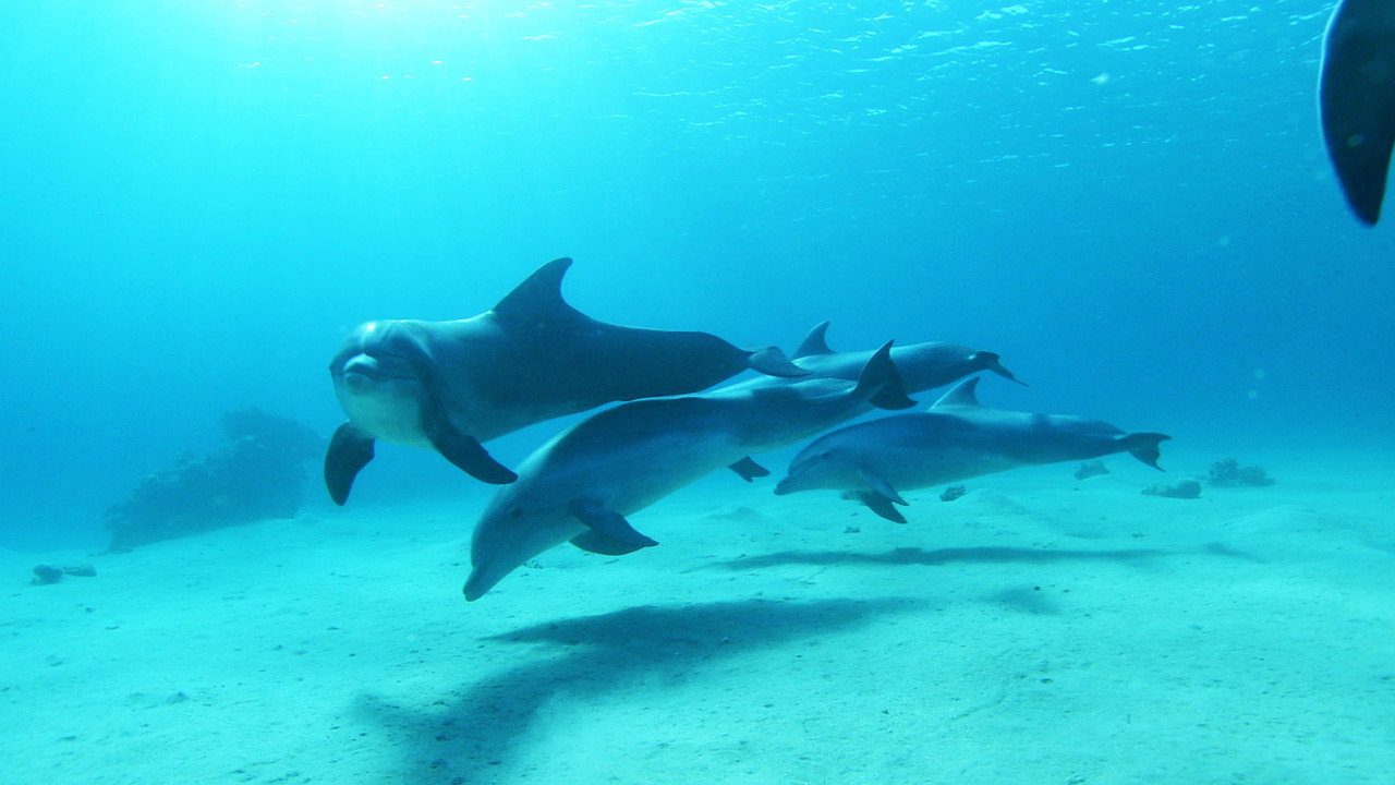 Dolphins in the Deep Blue Ocean (2009) movie backdrop