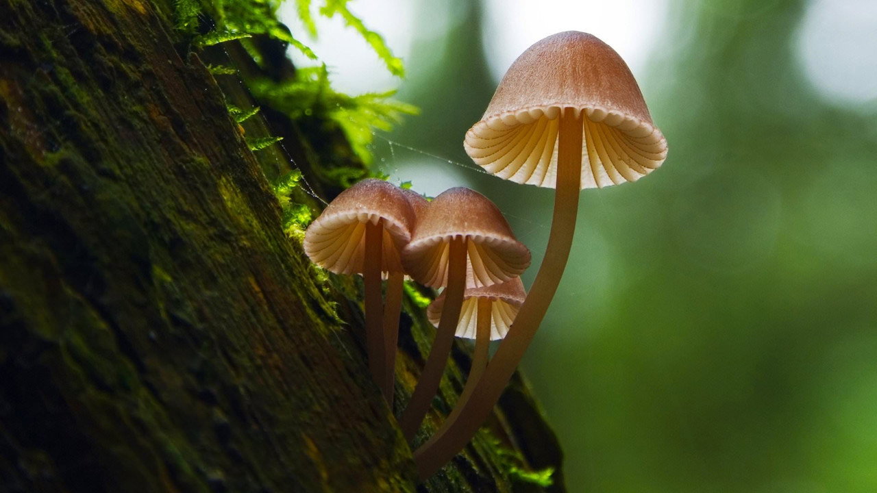 Fantastic Fungi (2019) movie backdrop