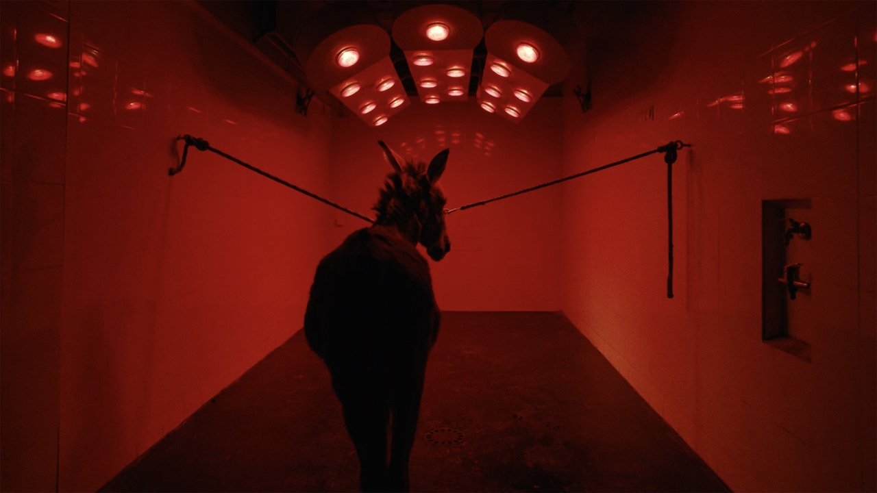 EO (2022) movie backdrop