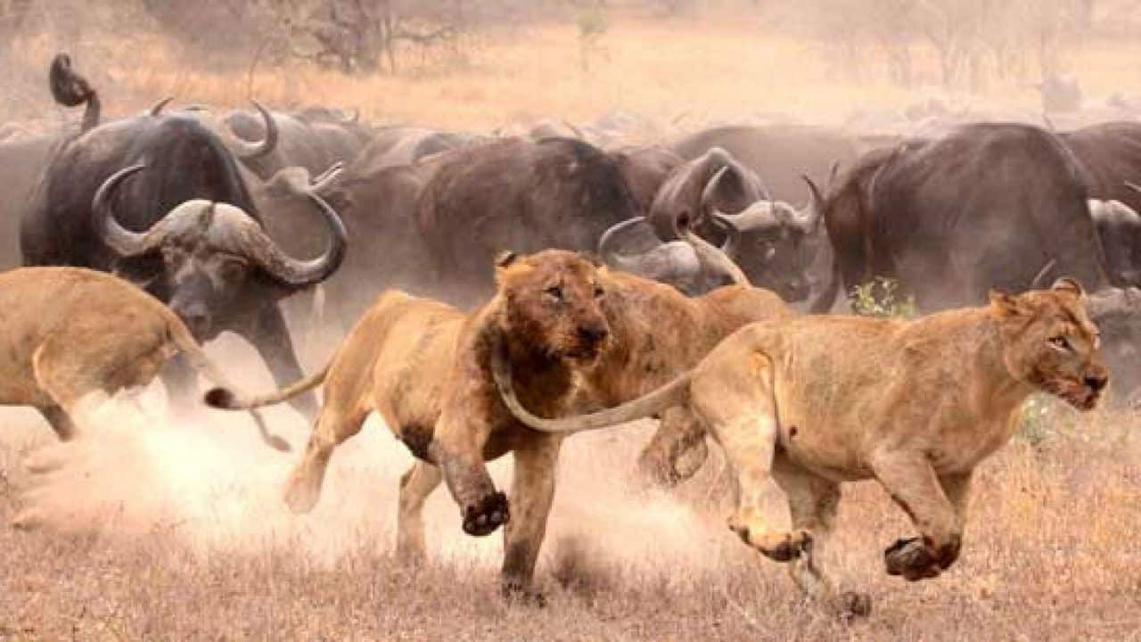 Lions: The Hunt for Survival (2021) movie backdrop