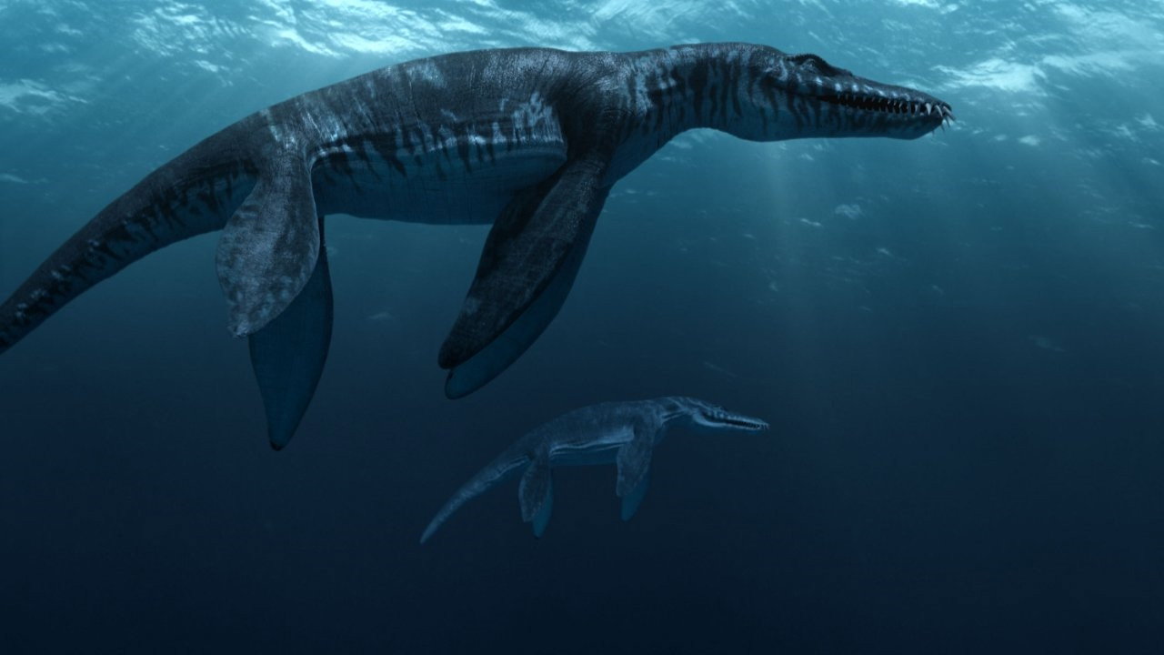 Sea Rex 3D: Journey to a Prehistoric World (2010) movie backdrop