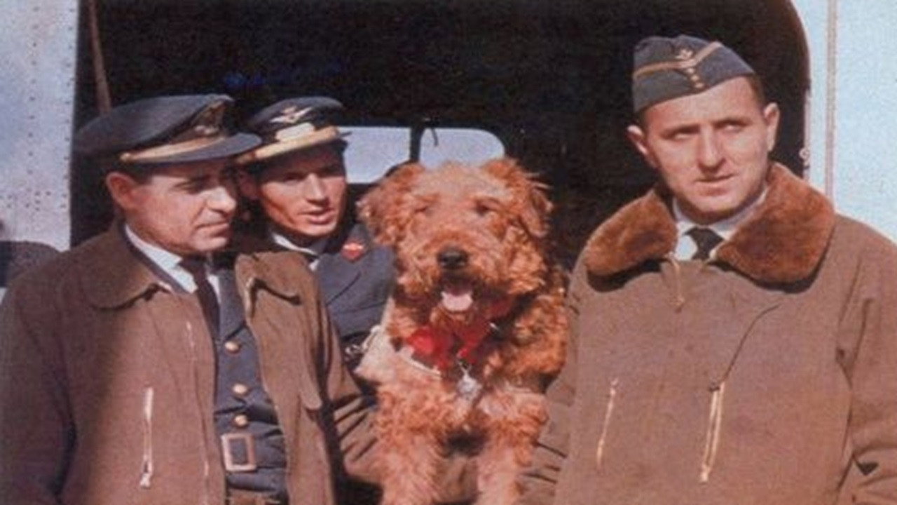 The Ballad of Hector the Stowaway Dog (1964) movie backdrop