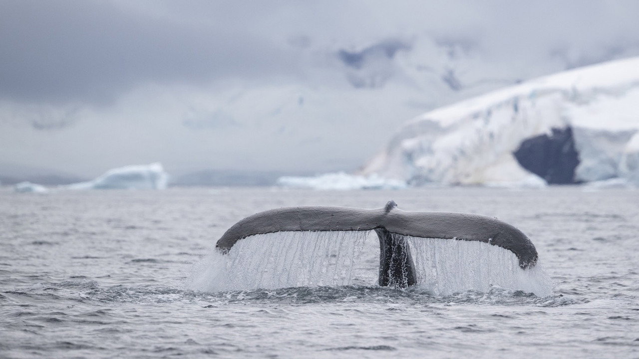 Speechless: The Polar Realm (2015) movie backdrop