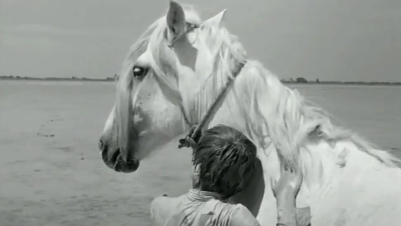 White Mane (1953) movie backdrop