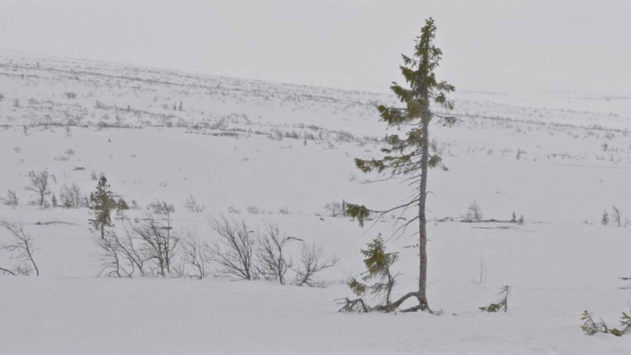 A tree is a tree (2026) movie backdrop