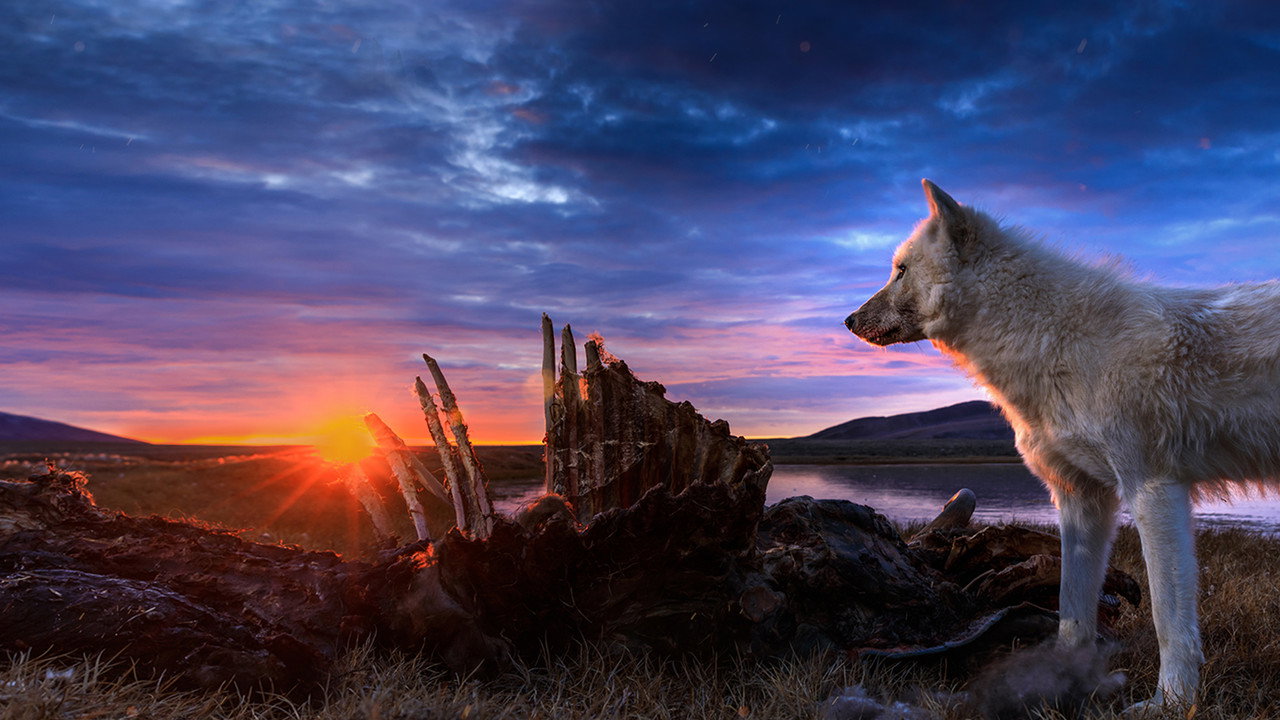 Kingdom of the White Wolf (2019) TV show backdrop