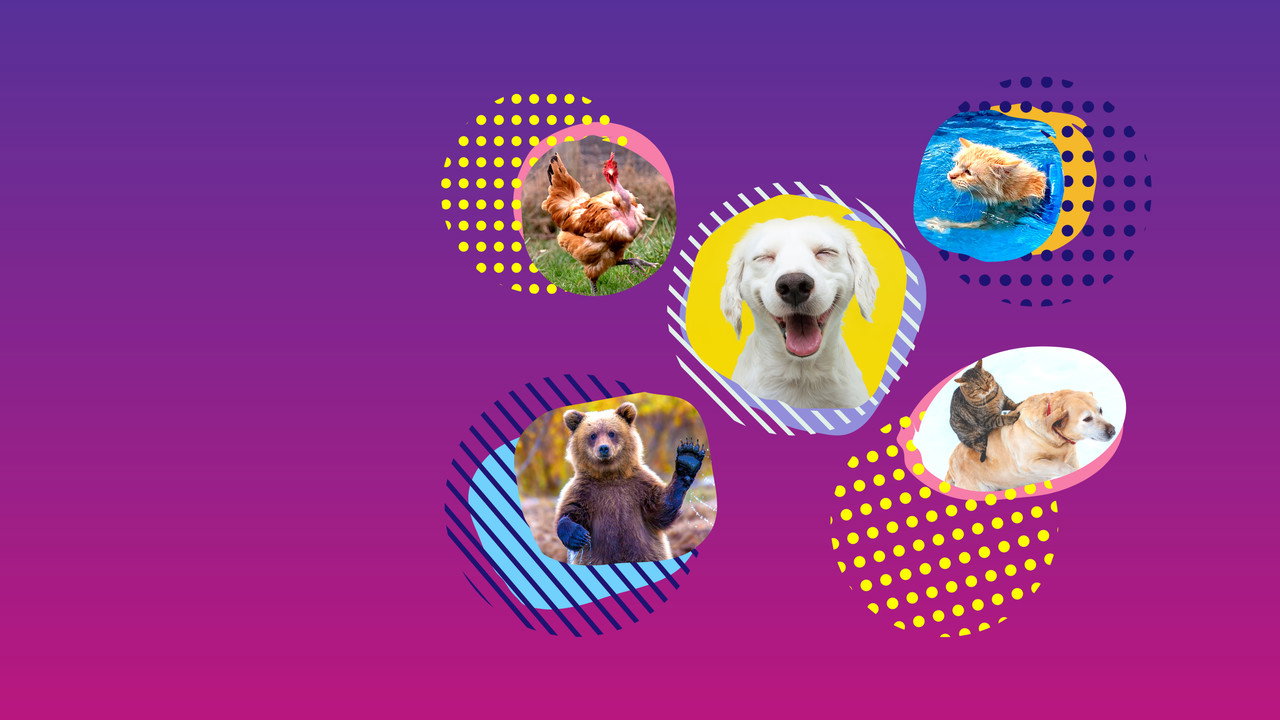 America's Funniest Home Videos: Animal Edition (2021) TV show backdrop