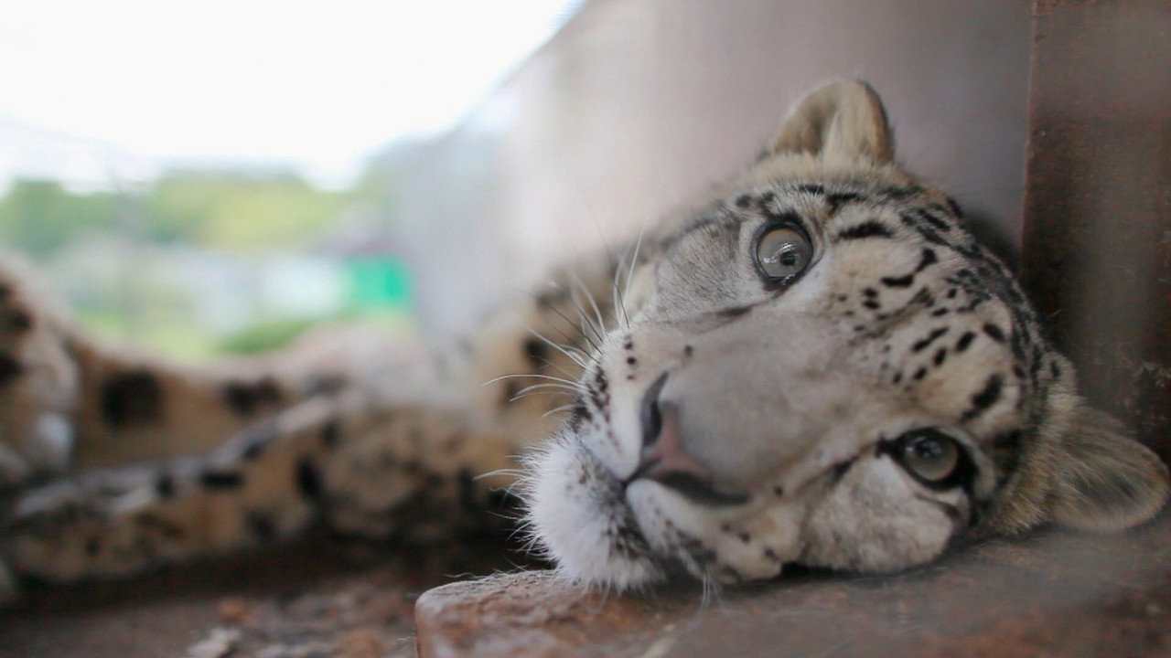 Snow Leopards of Leafy London (2013) TV show backdrop