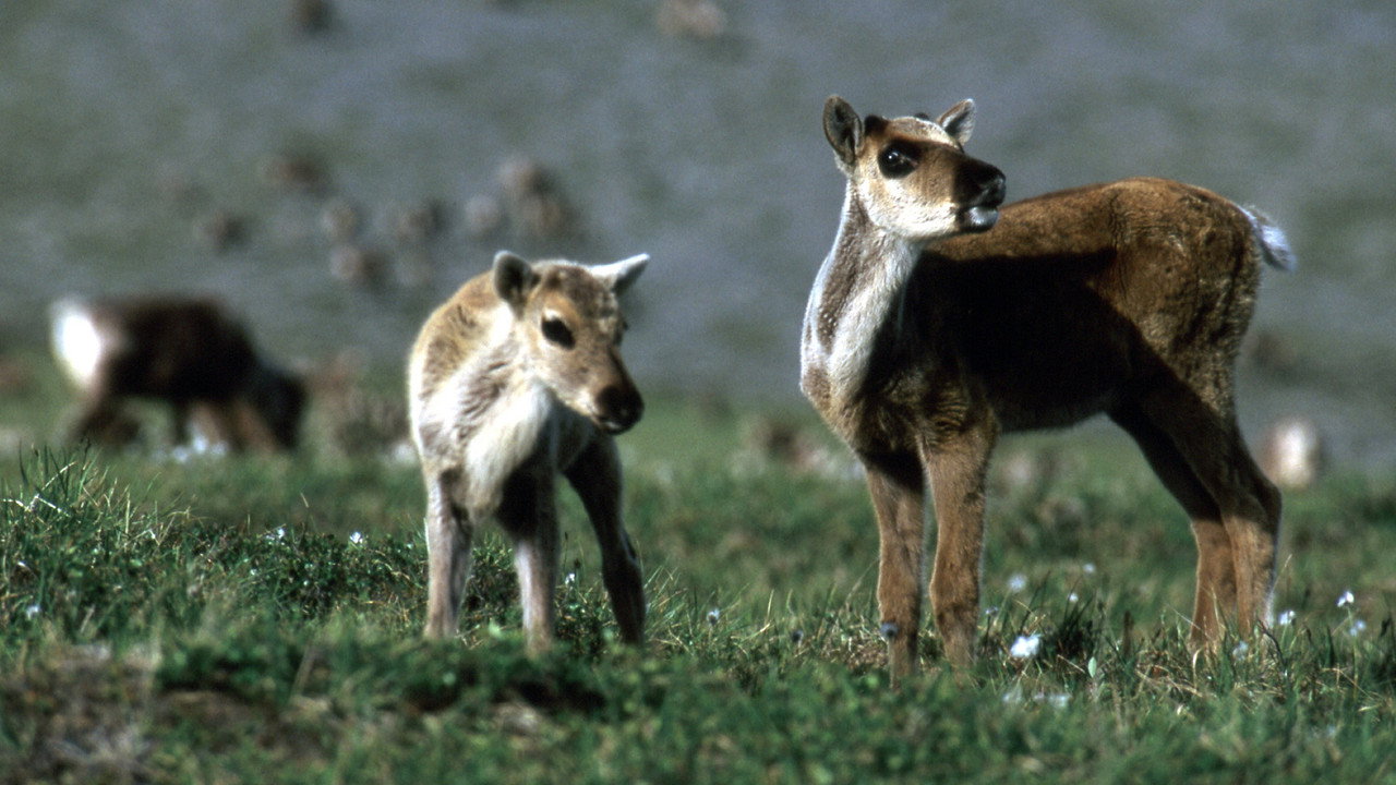 Being Caribou (2005) movie backdrop