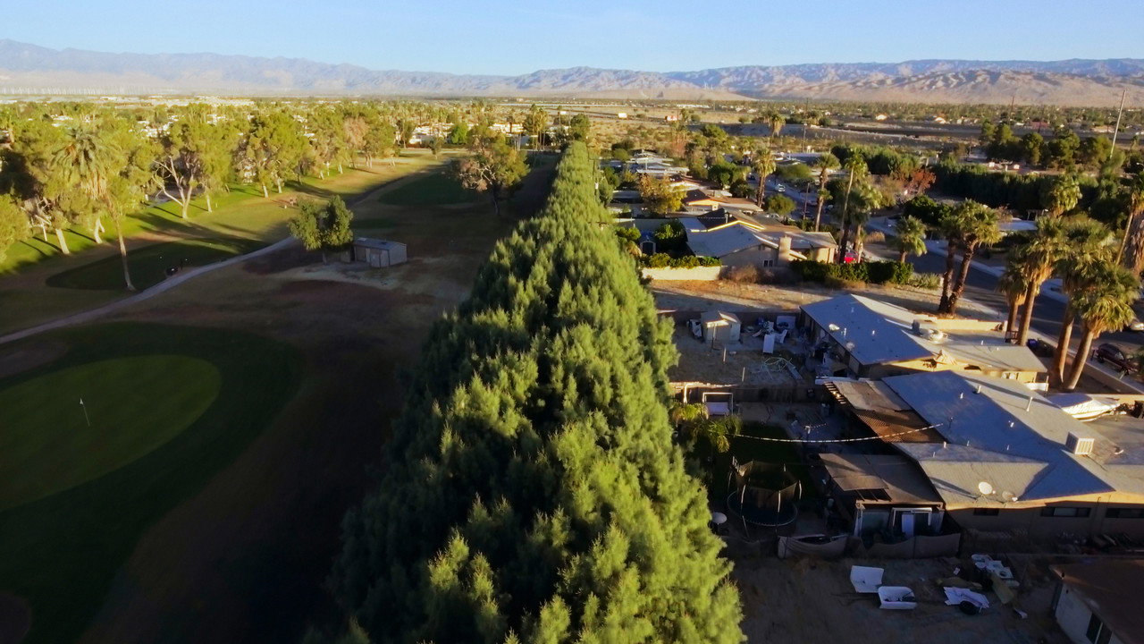 Racist Trees (2022) movie backdrop