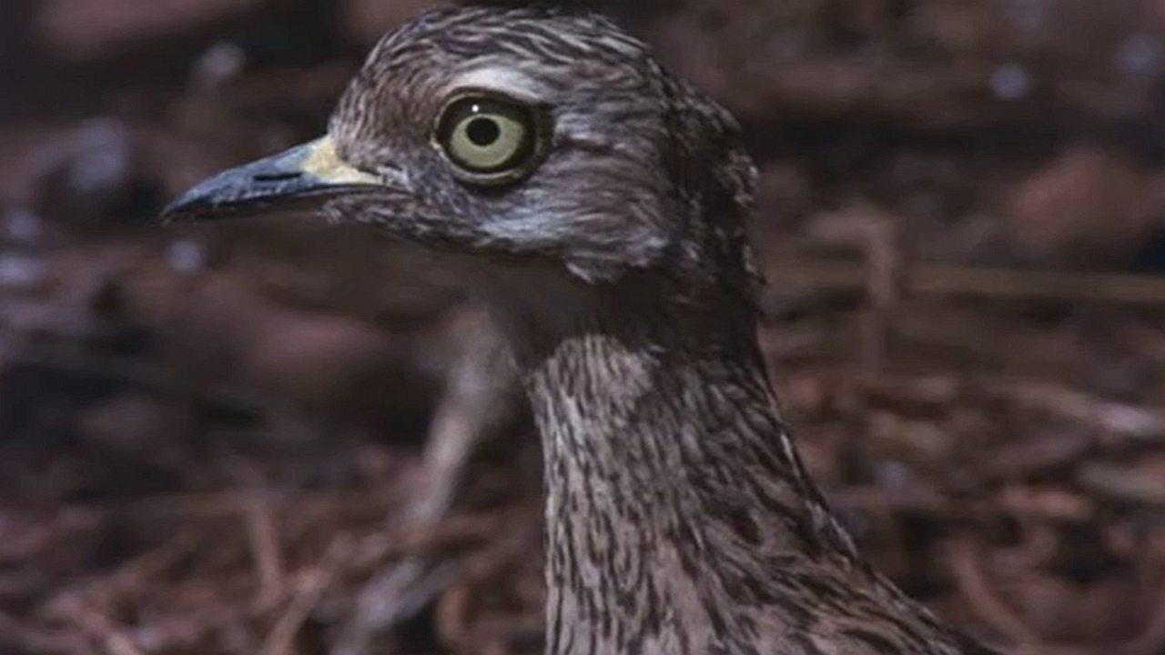 Animals Are Beautiful People (1974) movie backdrop