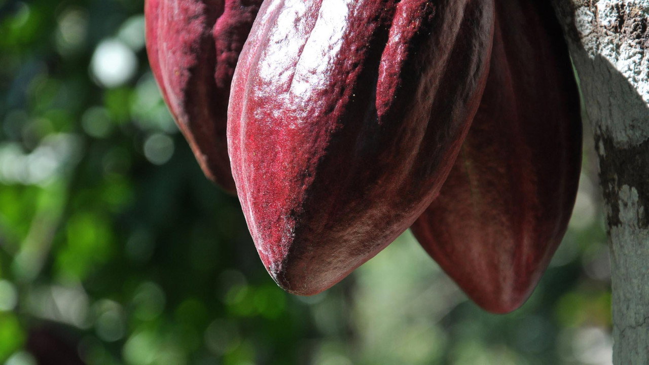 The Chocolate Farmer (2011) movie backdrop
