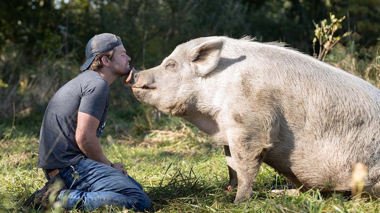 Saved By The Barn (2020) TV show backdrop
