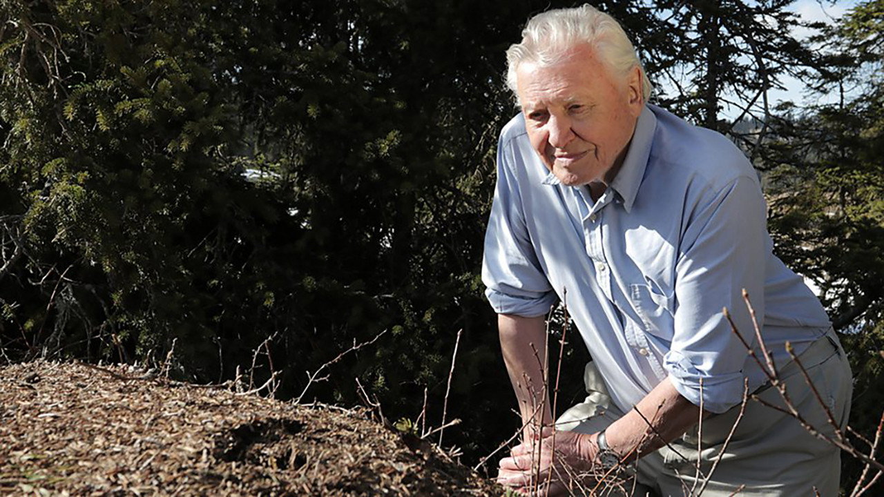 Attenborough and the Empire of the Ants (2017) movie backdrop