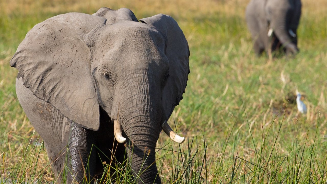 Elephant (2020) movie backdrop