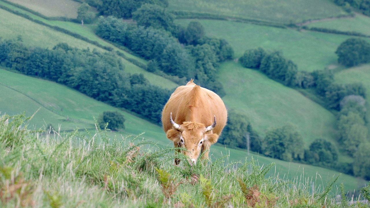 Moo! The Epic Horns (2023) TV show backdrop