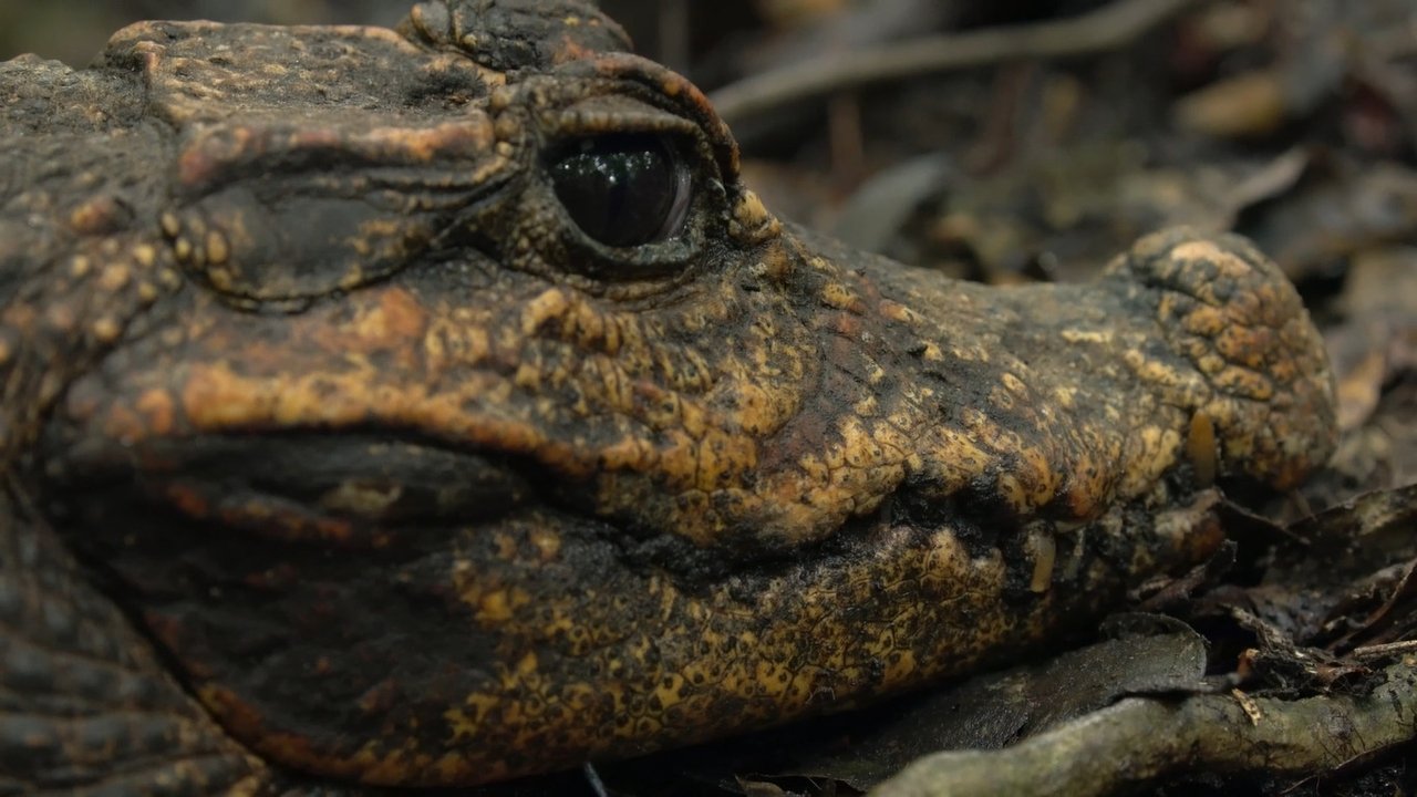 Cave Crocs of Gabon (2018) movie backdrop