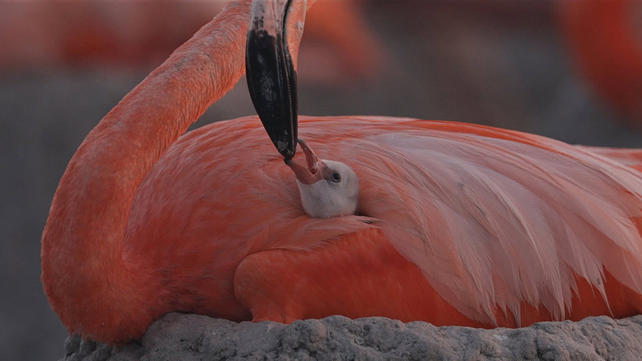 Flamingos: Life After the Meteorite (2026) movie backdrop